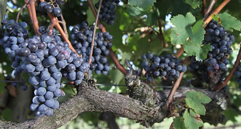A maturação do fruto ao nascimento do vinho. Vinícolas uruguaias apresentam ao turista o charme e ciência do processo