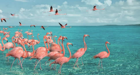 O site oficial das Ilhas das Bahamas tem sido um sucesso entre os visitantes