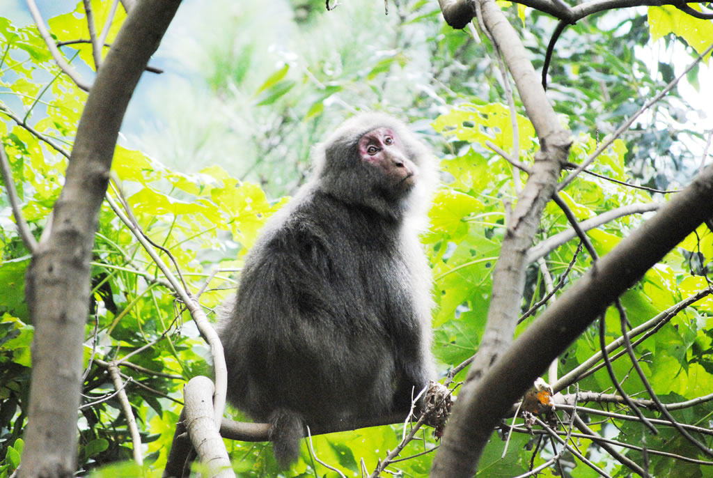 Macaco Yaku em Yakushima - ©K.P.V.B