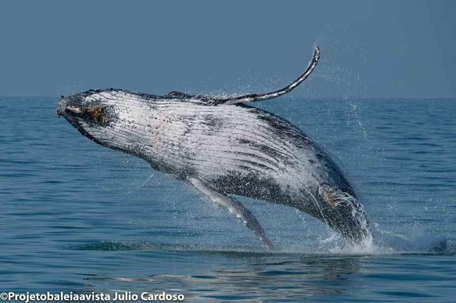 Projeto Baleia � Vista - Avistamento de cetáceos reforça potencial de turismo sustentável no Litoral Norte de São Paulo