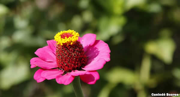 O Festival das Flores de Areia-PB, uma iniciativa da Atura, Associação de Turismo Rural e Cultural de Areia-PB, será realizado no Ginásio do Colégio Santa Rita